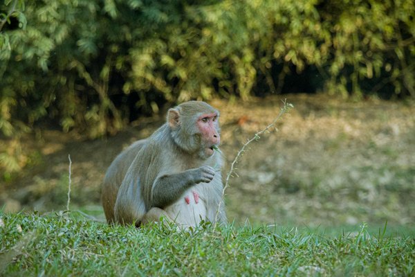 L'Évolution des Jeux Olympiques : Histoire et Héritage