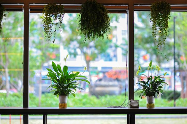 Noël, comment végétaliser la décoration ?