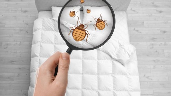 Prévenir les infestations de puces : conseils pratiques pour protéger votre maison