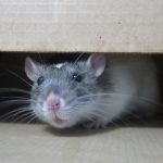 Valence : quelles méthodes de dératisation sont recommandées ,